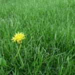 How to Get Rid of Pesky Weeds
