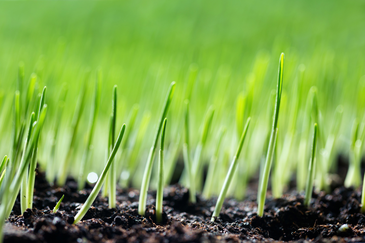 Wholesale Grass Seed Supplier